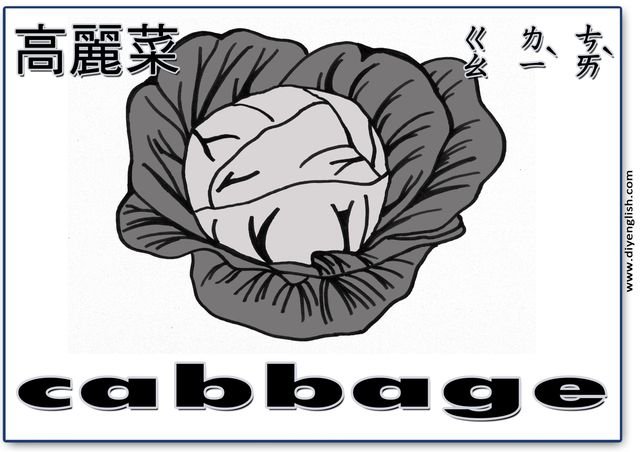cabbage – Chinese & English flashcard