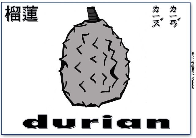 durian – Chinese & English flashcard