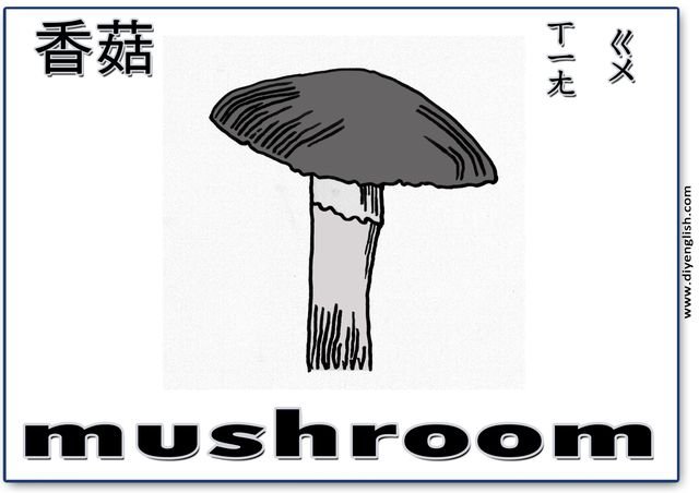 mushroom – Chinese & English flashcard