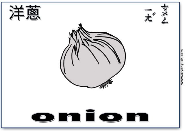onion – Chinese & English flashcard