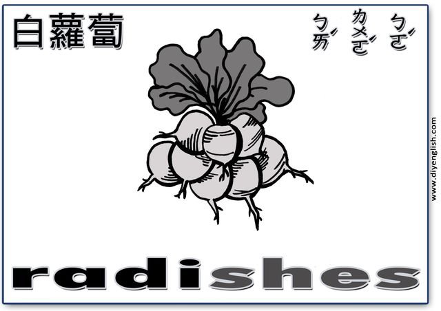 radishes – Chinese & English flashcard