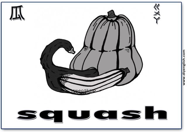 squash – Chinese & English flashcard