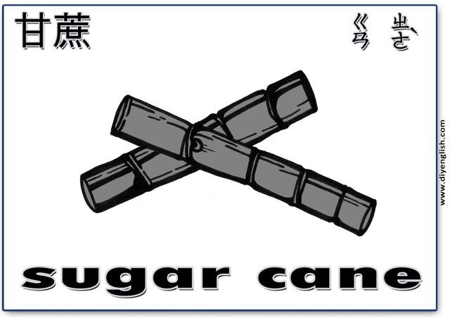 sugarcane – Chinese & English flashcard