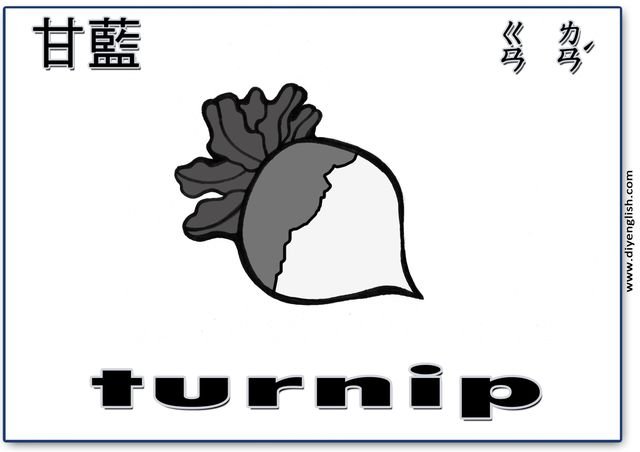 turnip – Chinese & English flashcard