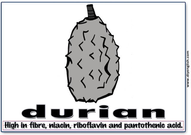 durian – Word & fun-fact sentence flashcard