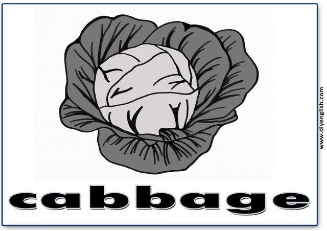 cabbage – English word flashcard