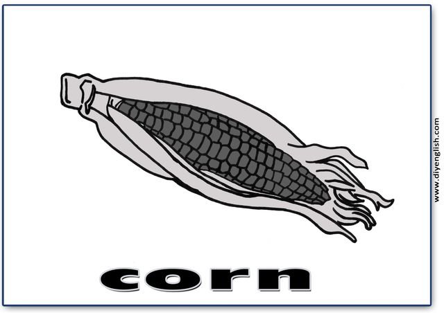 corn – English word flashcard