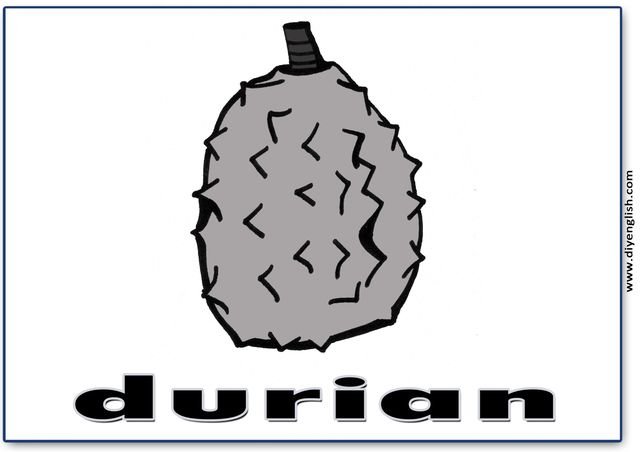 durian – English word flashcard