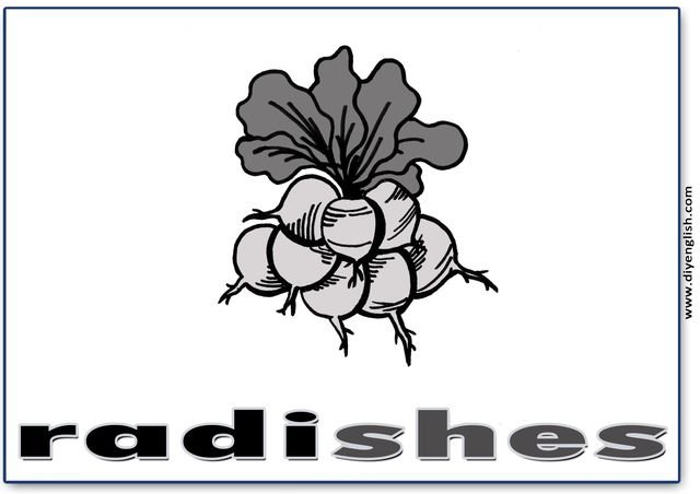 radishes – English word flashcard