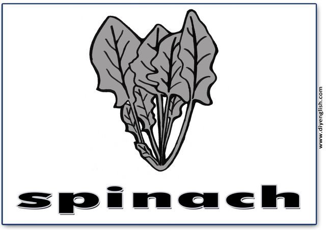 spinach – English word flashcard