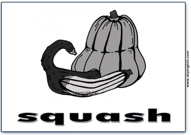 squash – English word flashcard