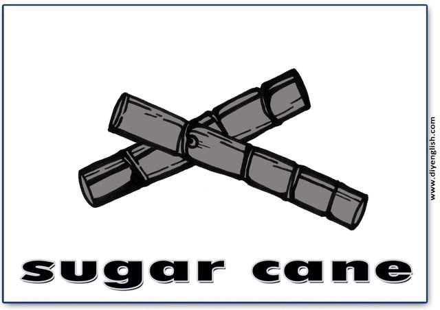 sugarcane – English word flashcard