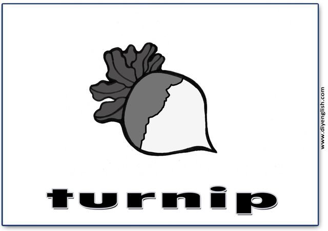 turnip – English word flashcard