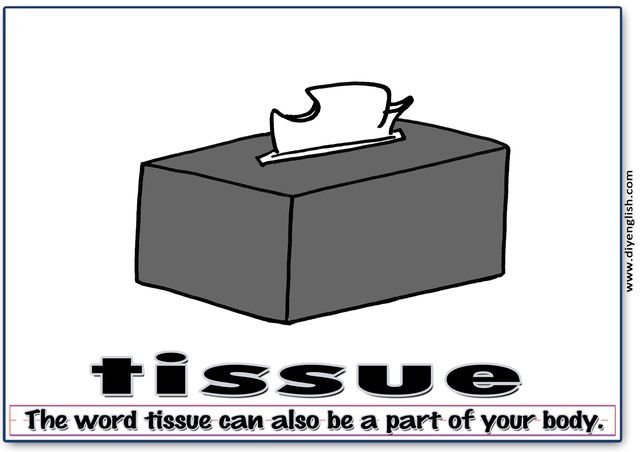 tissue – Word & fun-fact sentence flashcard