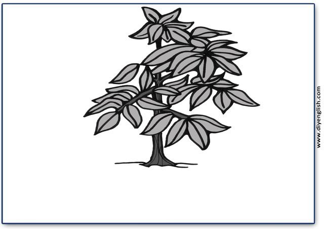 plant – Blank – colour & write flashcard