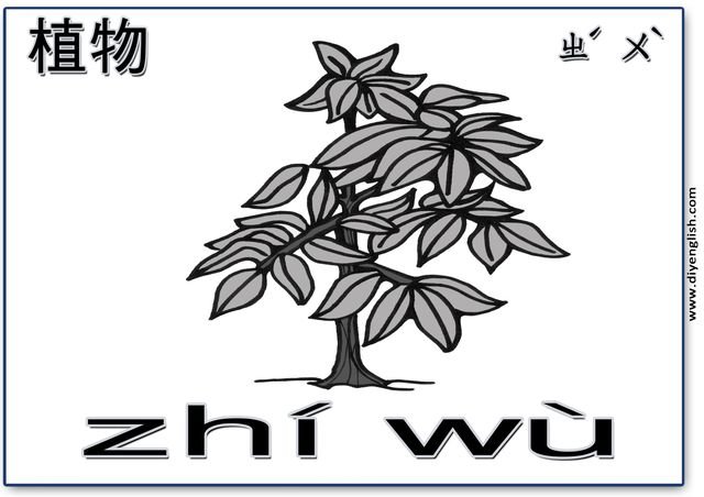 plant – Chinese & Pinyin flashcard