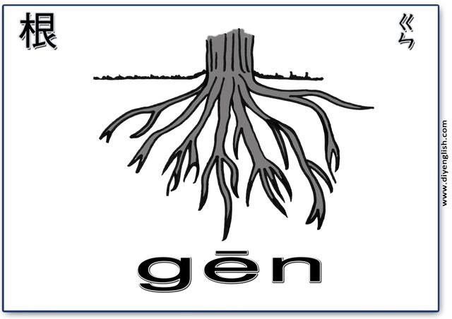 roots – Chinese & Pinyin flashcard