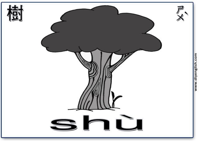 tree – Chinese & Pinyin flashcard
