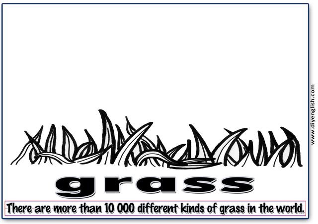 grass – Word & fun-fact sentence flashcard