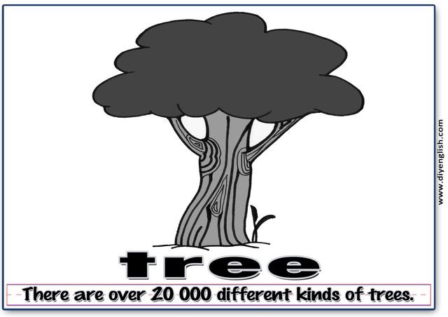 tree – Word & fun-fact sentence flashcard