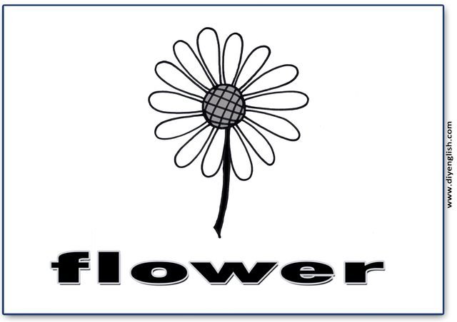 flower – English word flashcard