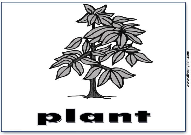 plant – English word flashcard