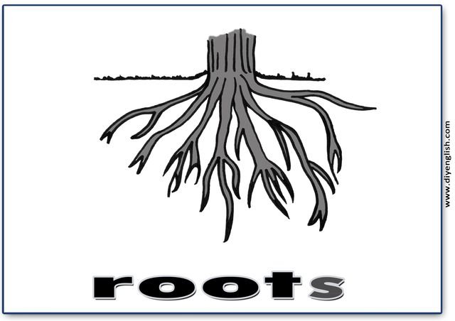 roots – English word flashcard