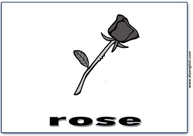 rose – English word flashcard