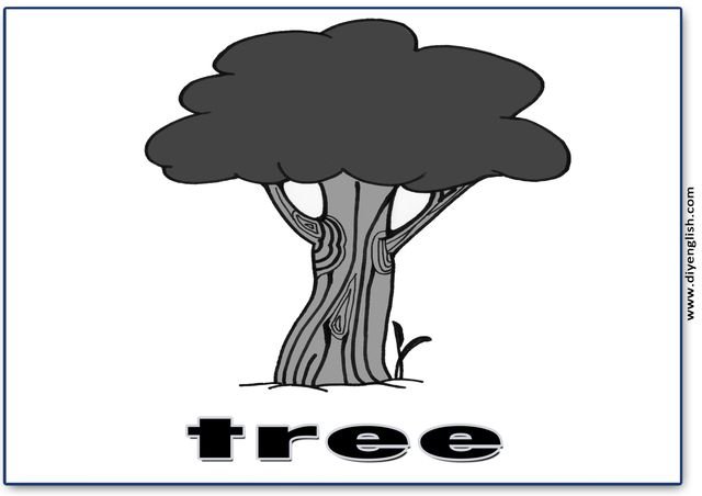 tree – English word flashcard